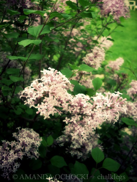 © AMANDA OCHOCKI + chalklegs secret garden 1