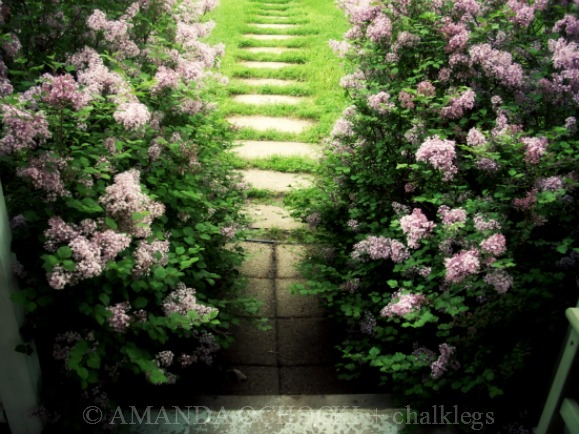 © AMANDA OCHOCKI + chalklegs secret garden