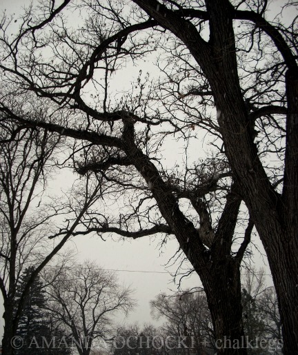 © AMANDA OCHOCKI + chalklegs 100 year oaks