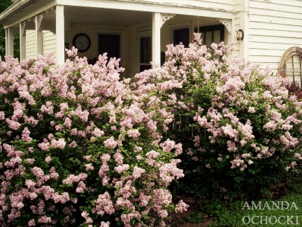 AMANDA OCHOCKI + chalklegs Lilac porch