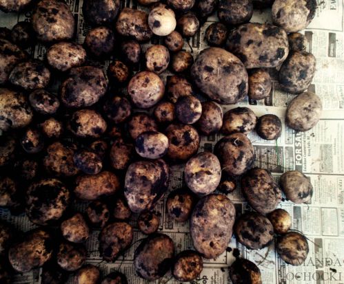 AMANDA OCHOCKI Potato Harvest 2015